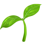 seedling